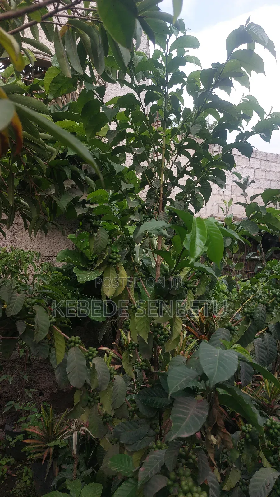 3bdrm House in Oromia, East Shewa for sale
