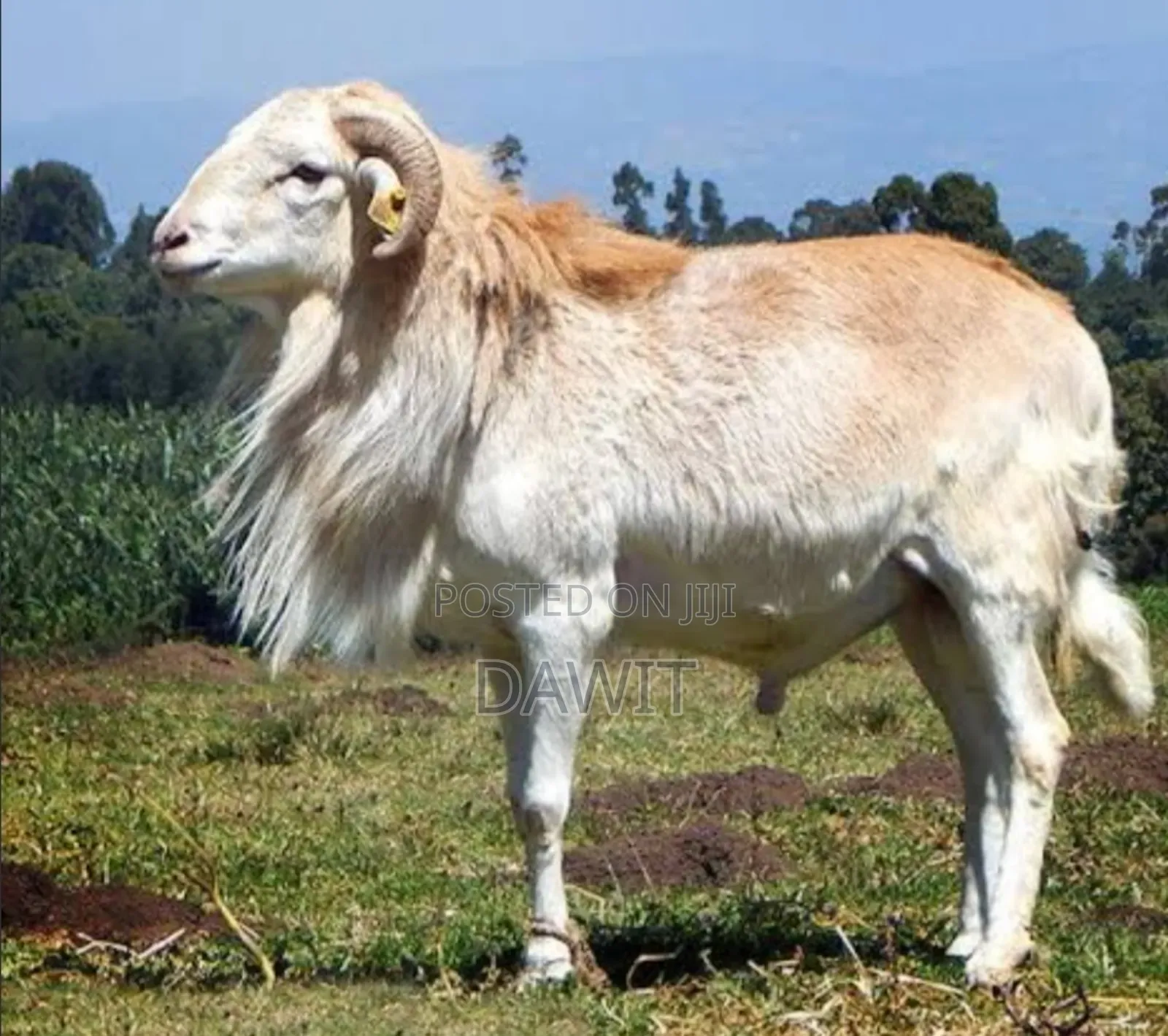 የደብረብርሃን በግ በኪሎ