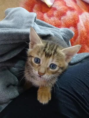 1-3 months Female Mixed Breed American Wirehair