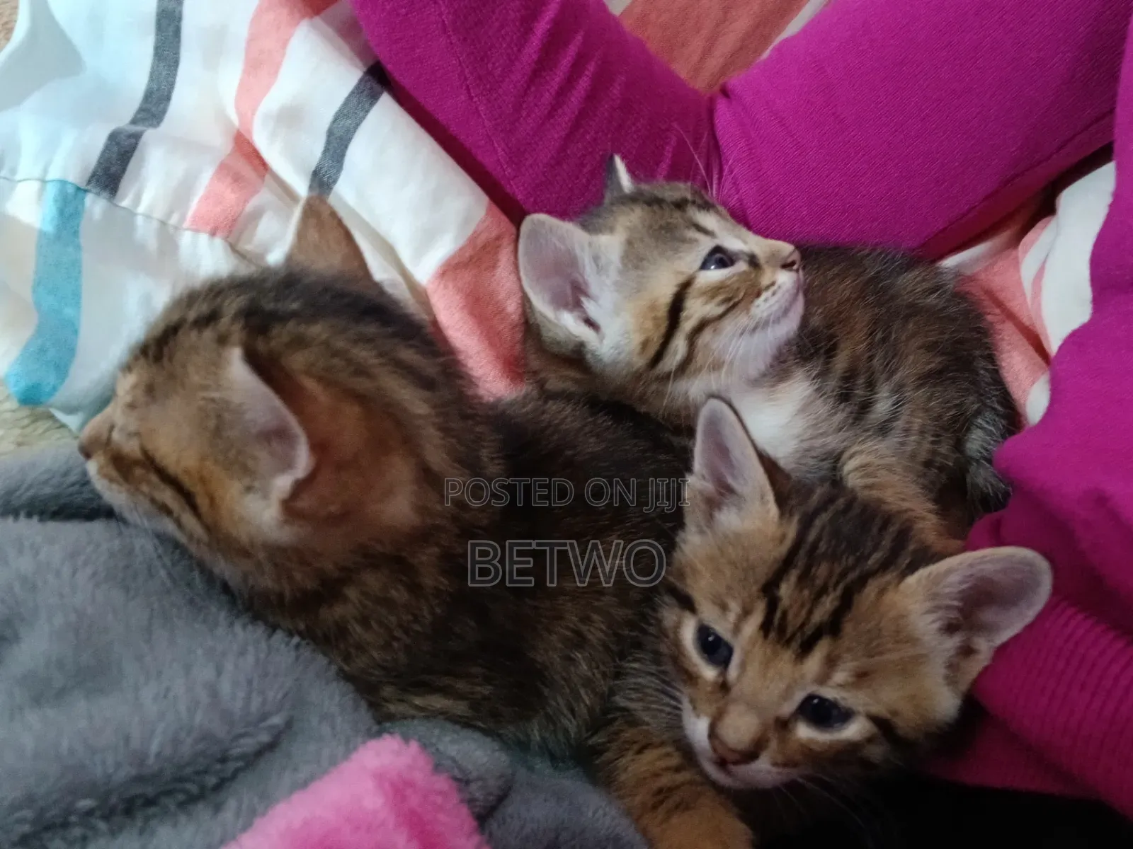 1-3 months Male Purebred American Shorthair