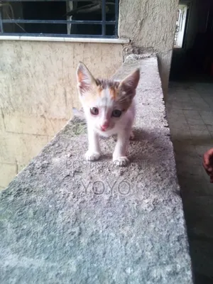 1-3 months Female Mixed Breed Cat