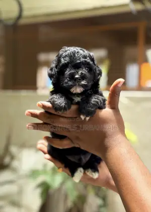 1-3 months Male Purebred Poodle