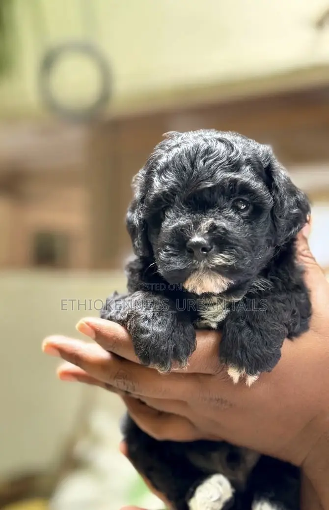 1-3 months Male Purebred Poodle
