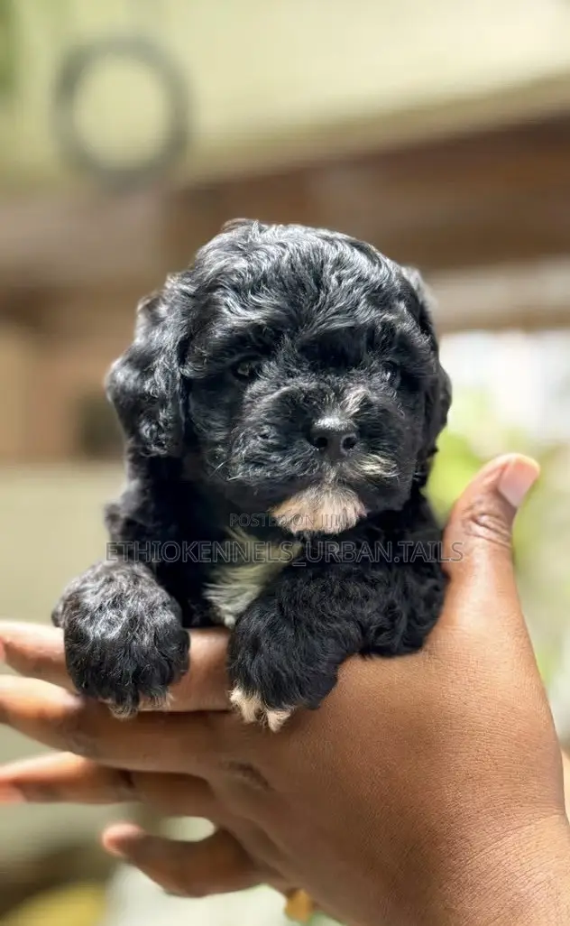 1-3 months Male Purebred Poodle