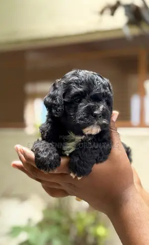 1-3 months Male Purebred Poodle