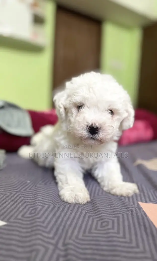 1-3 months Female Purebred Maltese