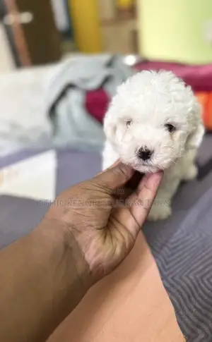 1-3 months Female Purebred Maltese