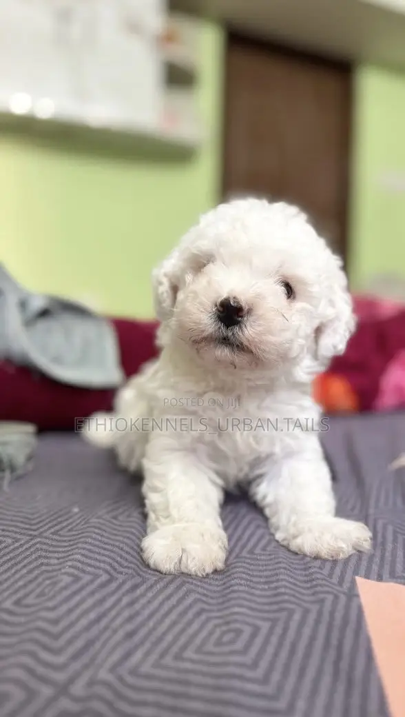 1-3 months Female Purebred Maltese
