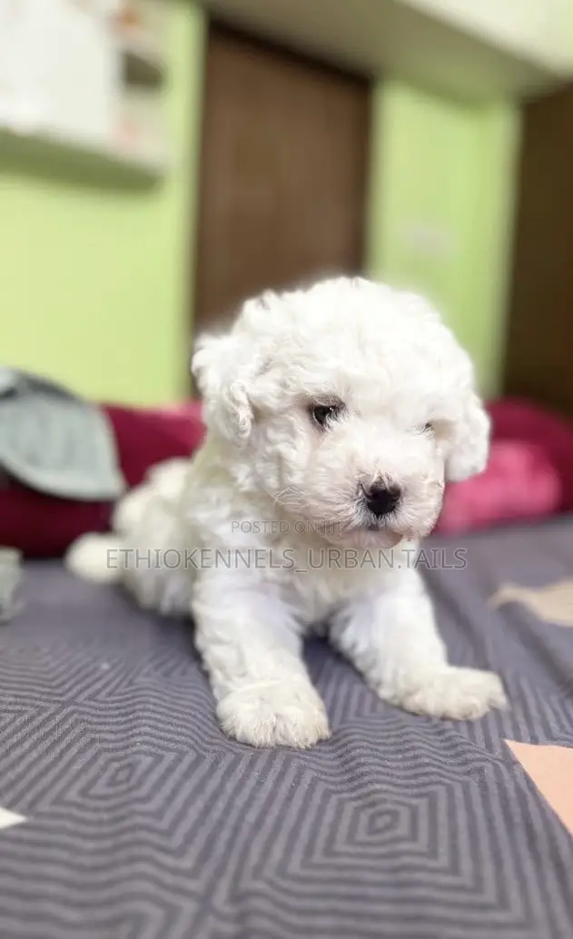 1-3 months Female Purebred Maltese
