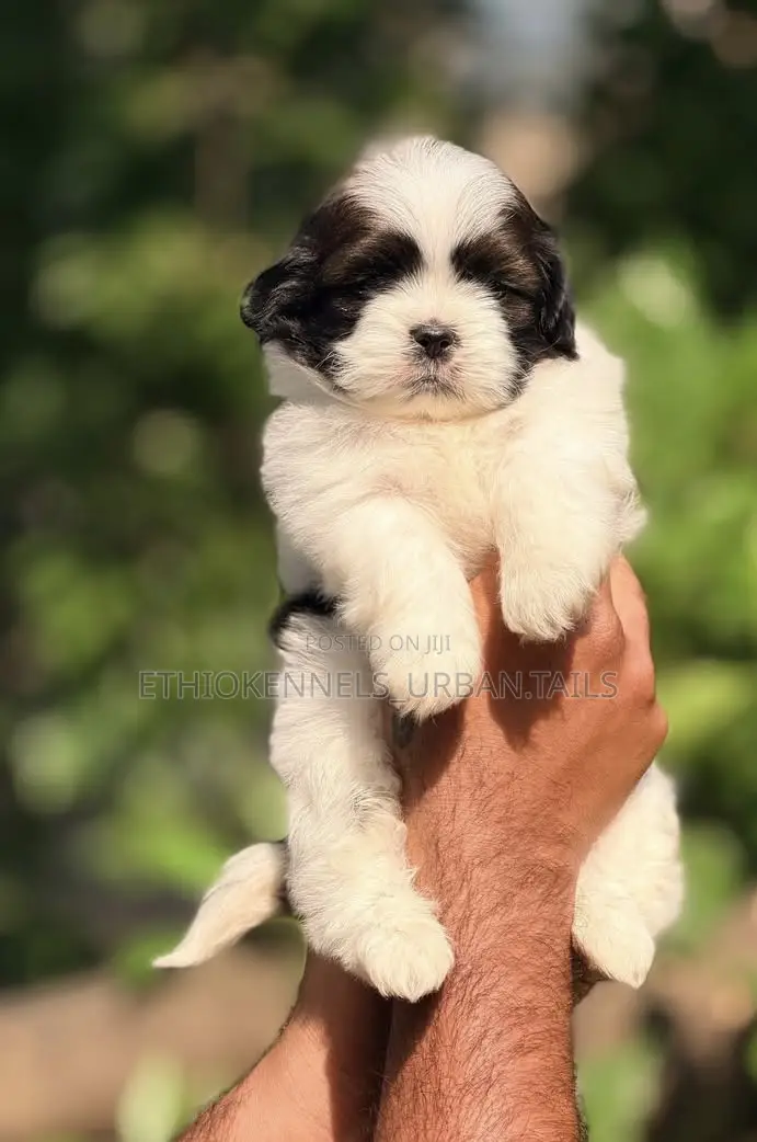 1-3 months Male Mixed Breed Maltese Shih Tzu