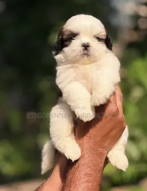 1-3 months Male Mixed Breed Maltese Shih Tzu