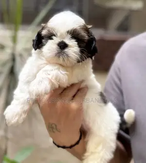 1-3 months Female Purebred Maltese Shih Tzu
