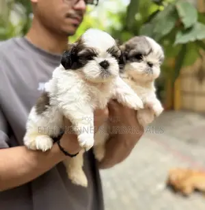 1-3 months Female Purebred Maltese Shih Tzu