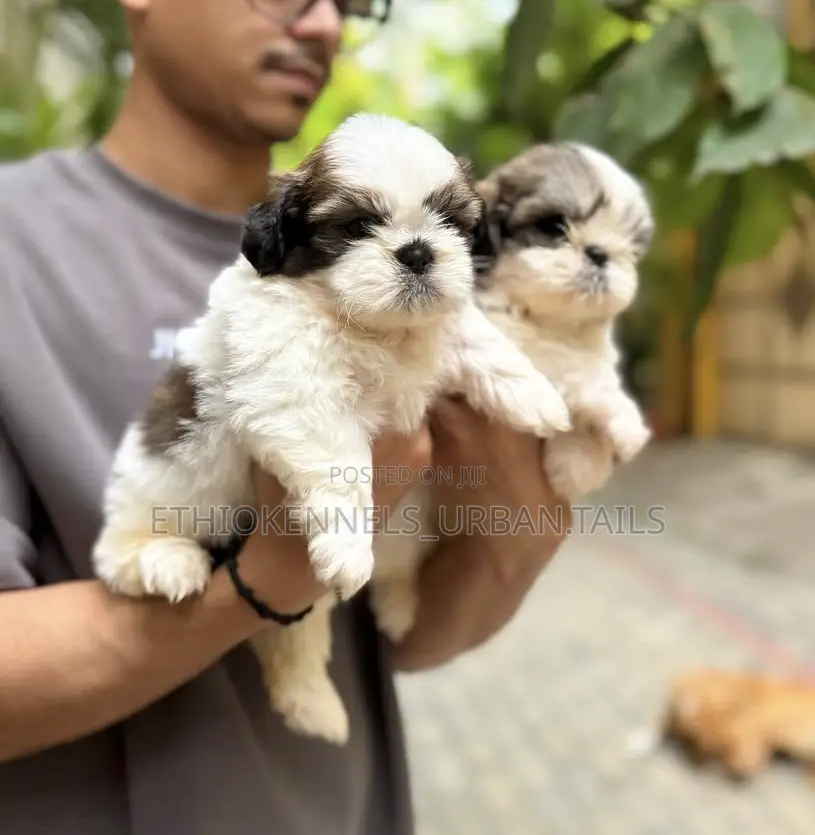 1-3 months Female Purebred Maltese Shih Tzu