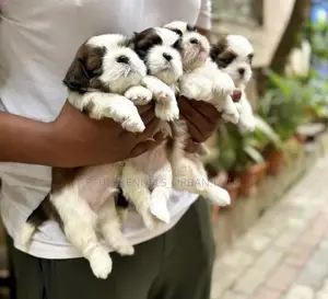 3-6 months Male Purebred Maltese Shih Tzu