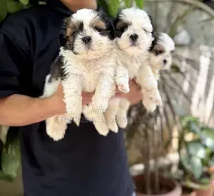 3-6 months Male Purebred Maltese Shih Tzu