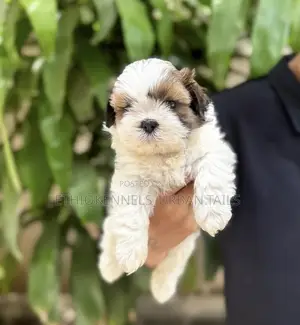 1-3 months Female Mixed Breed Maltese Shih Tzu