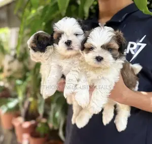 1-3 months Female Mixed Breed Maltese Shih Tzu