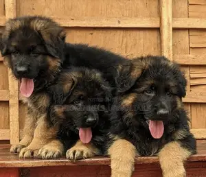 1-3 months Male Purebred German Shepherd
