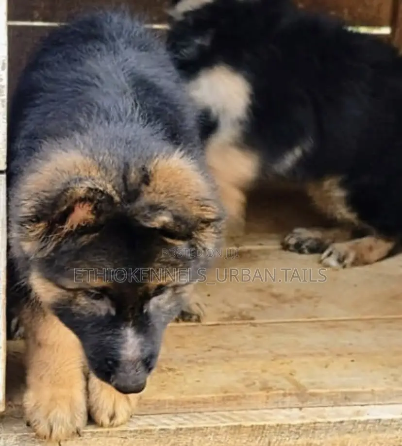 1-3 months Male Purebred German Shepherd
