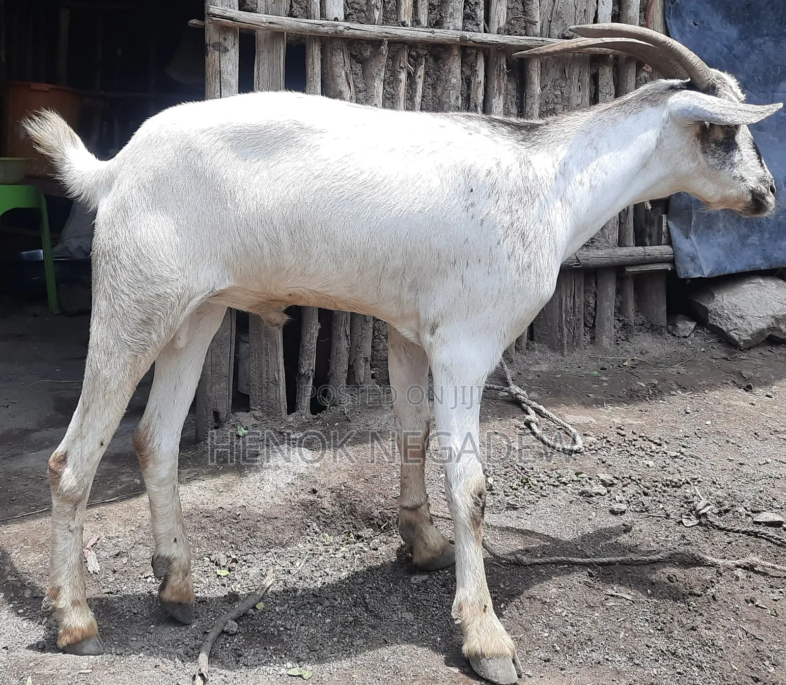 የአፍር ምኩት ፍየል