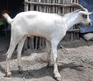 የአፍር ምኩት ፍየል