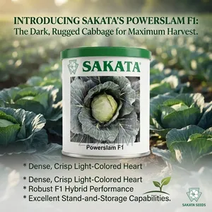 Sakata's Powerslam F1 Dark, Rugged Hybrid Cabbage Seed