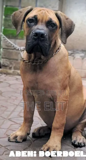 3-6 months Male Purebred Boerboel