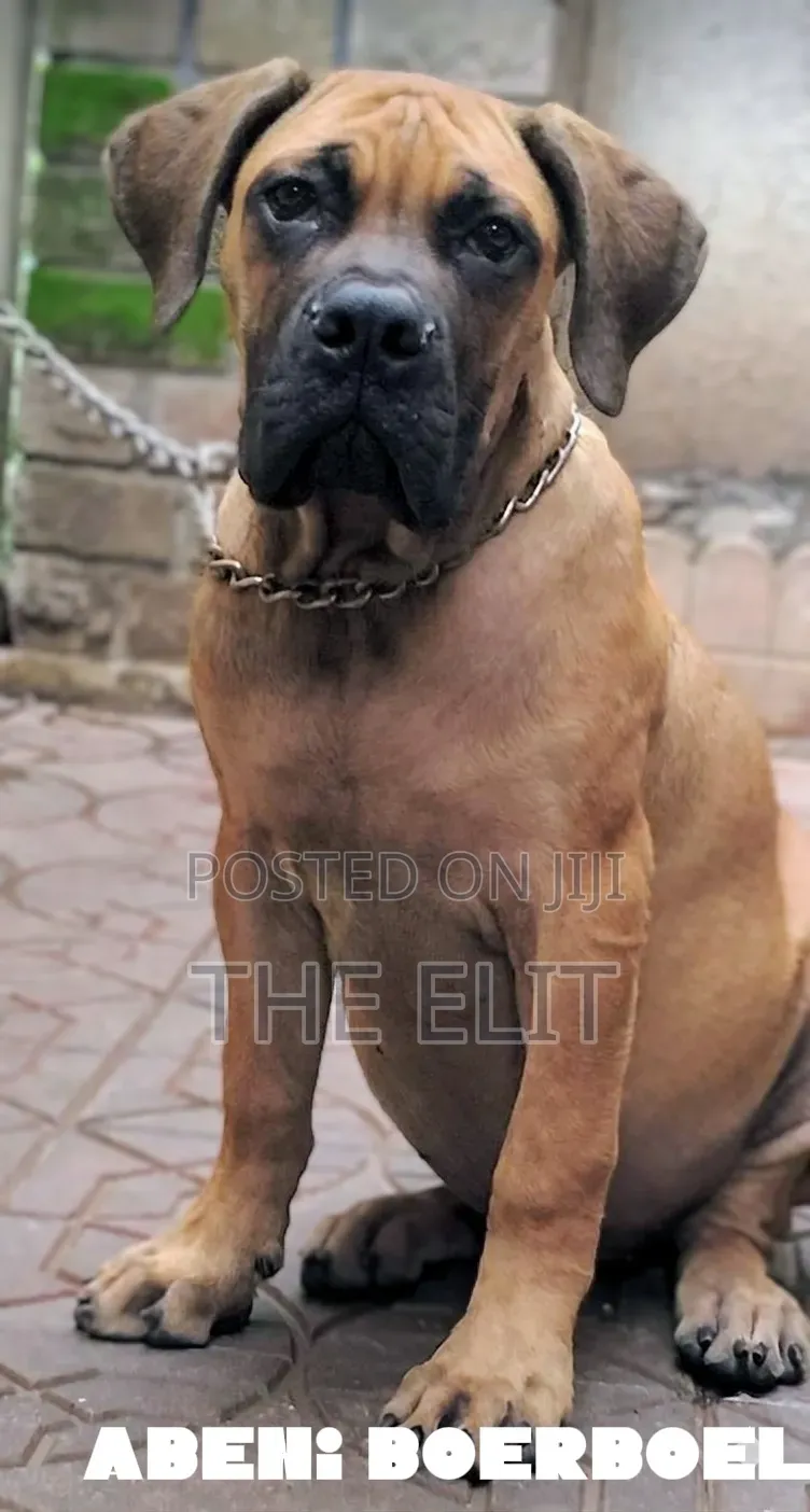 3-6 months Male Purebred Boerboel