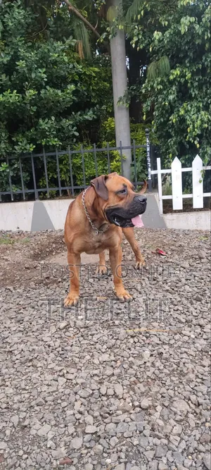 1+ year Male Purebred Boerboel