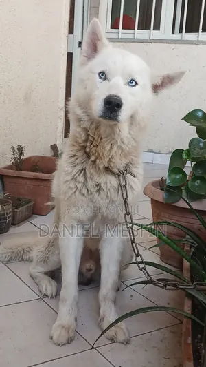 6-12 months Male Purebred Siberian Husky