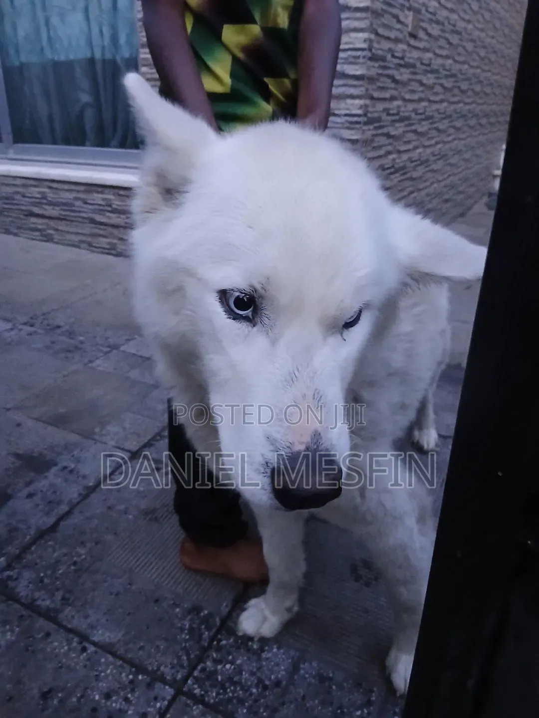 6-12 months Male Purebred Siberian Husky