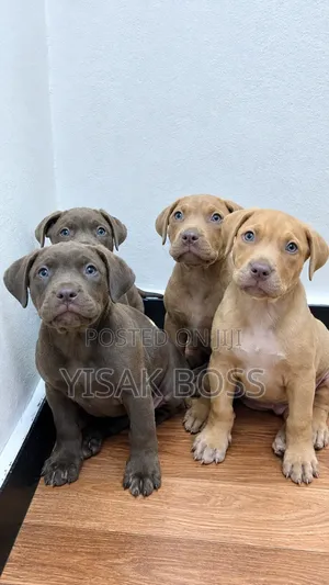 1-3 months Female Purebred Bullmastiff