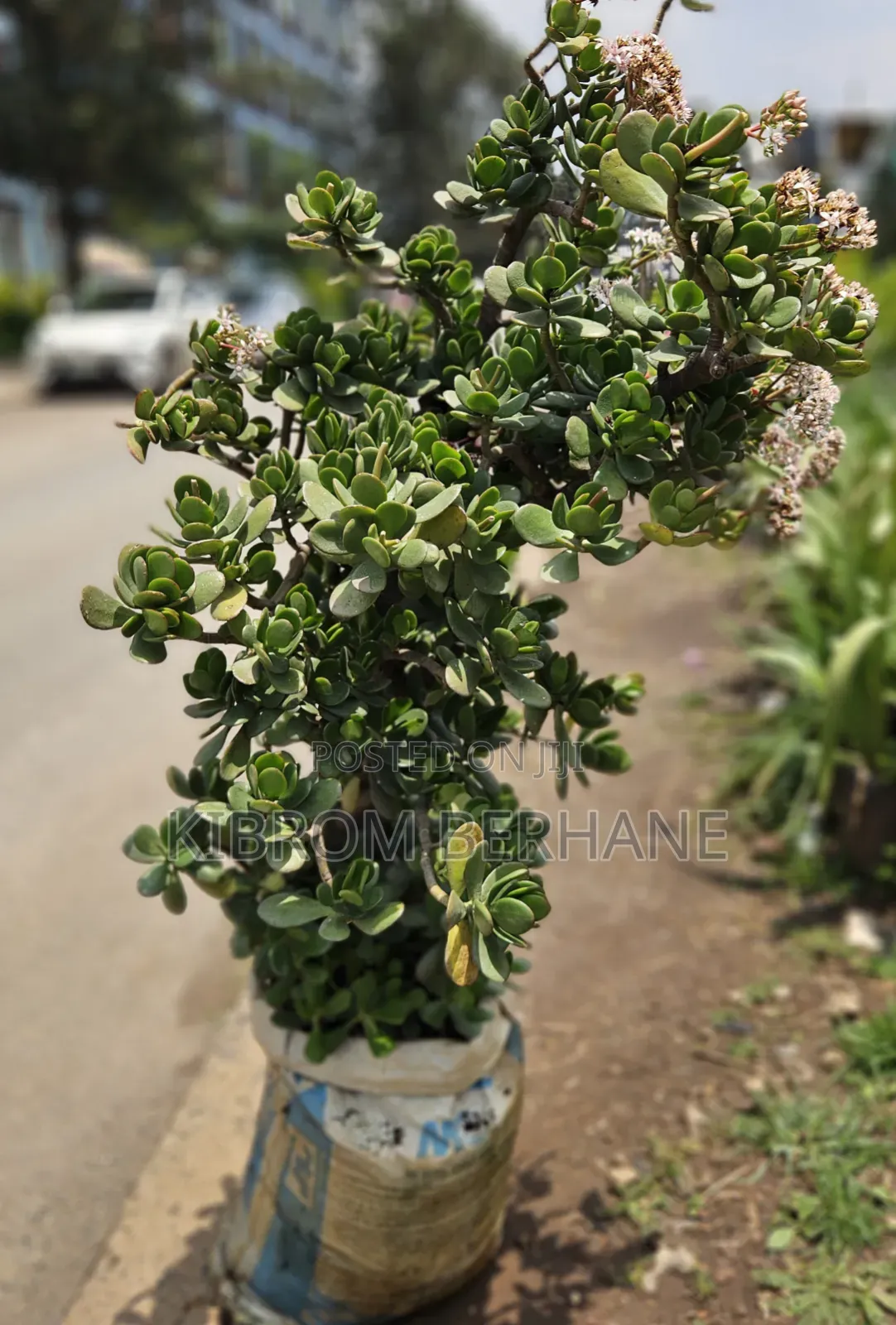 Jade Plant