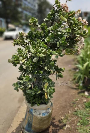 Jade Plant