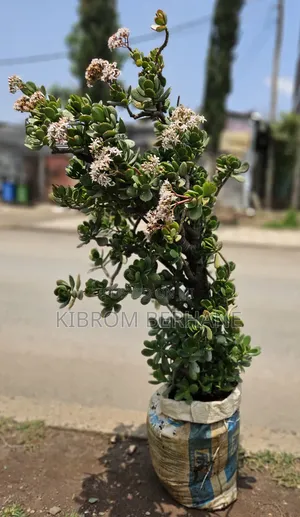 Jade Plant