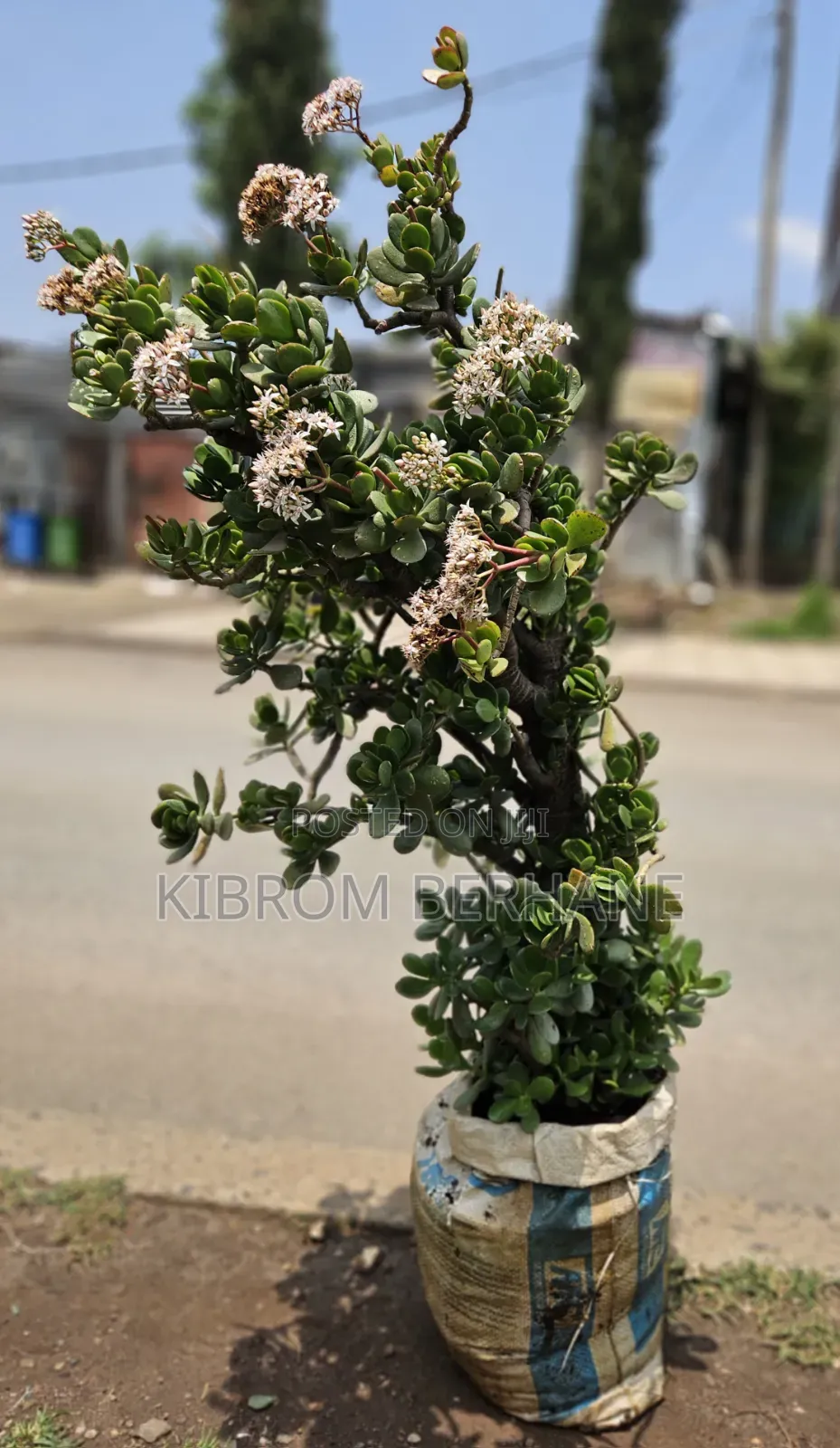 Jade Plant