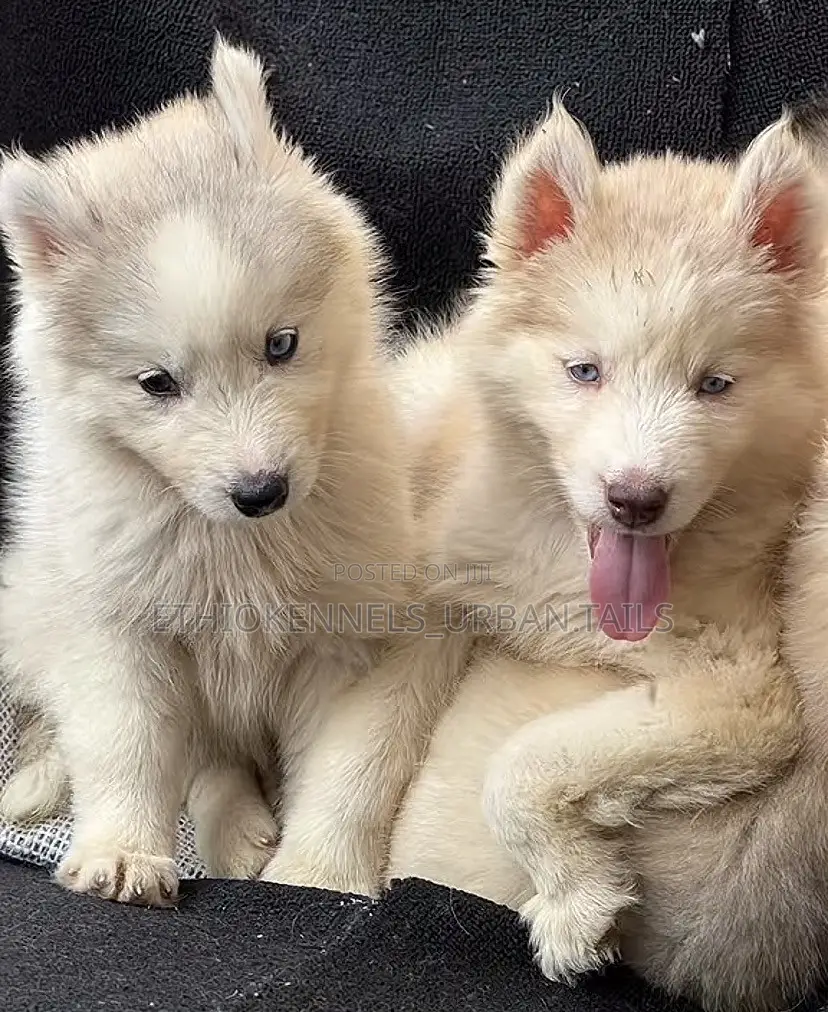 1-3 months Male Purebred Siberian Husky