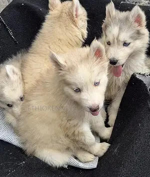 1-3 months Male Purebred Siberian Husky