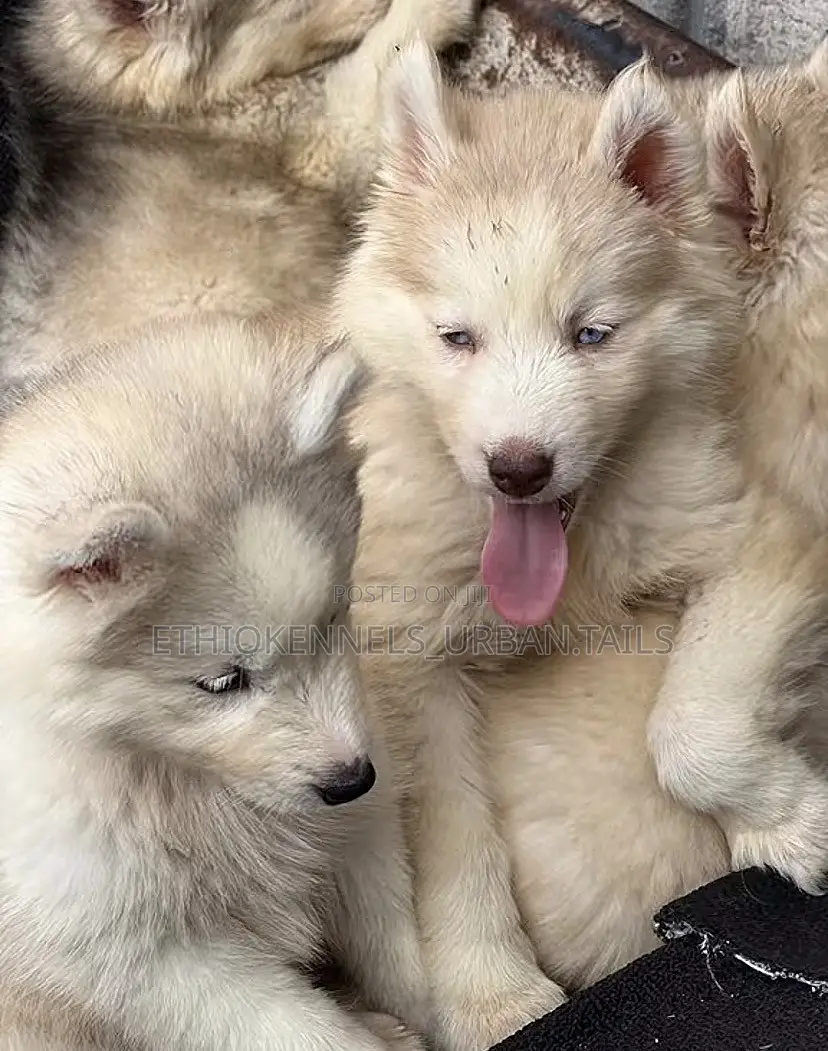 1-3 months Male Purebred Siberian Husky