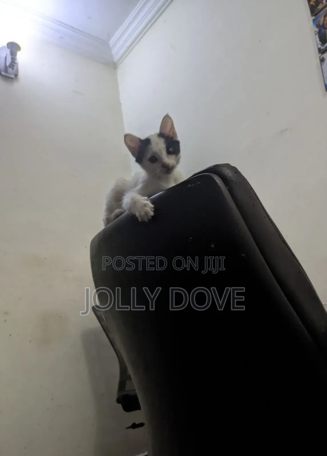 1-3 months Female Mixed Breed Abyssinian