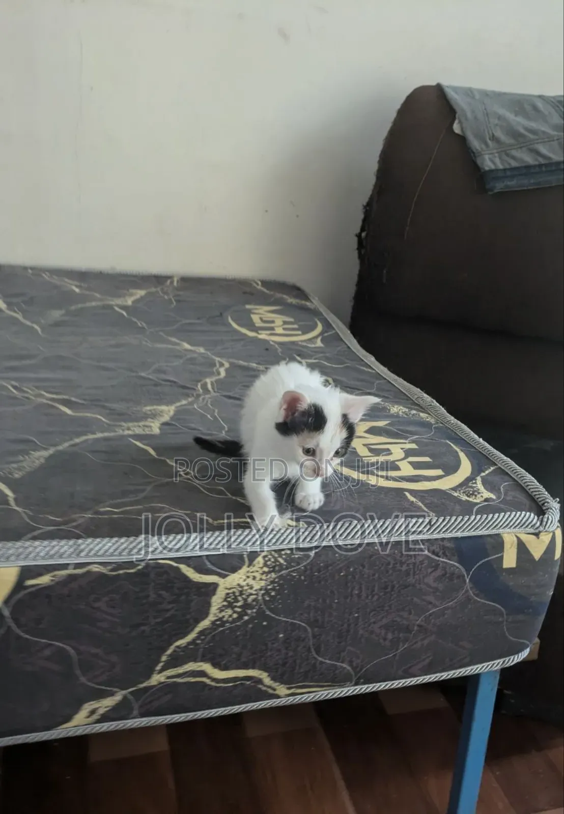 1-3 months Female Mixed Breed Abyssinian