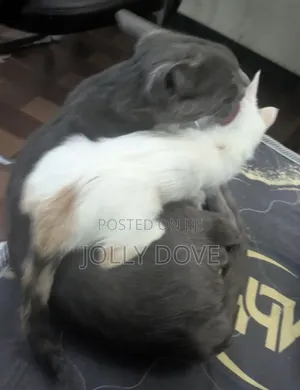 1-3 months Female Mixed Breed Abyssinian