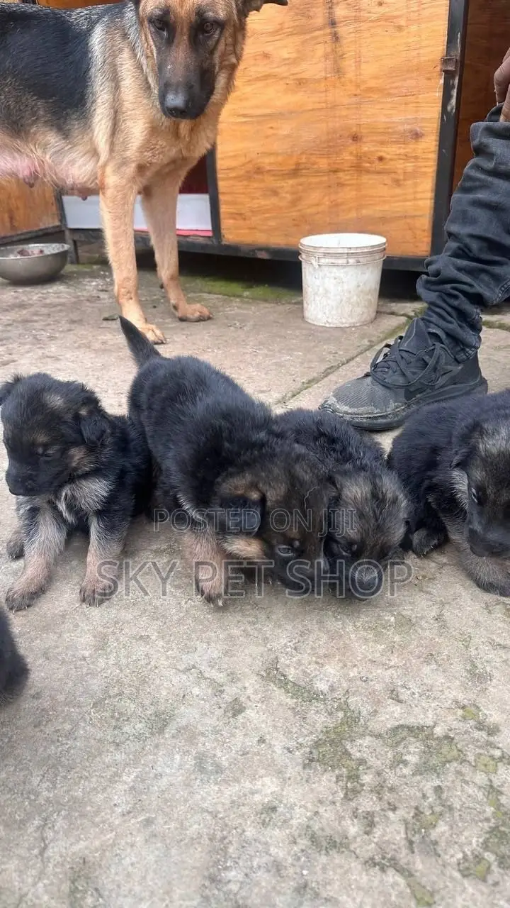 1-3 months Male Purebred German Shepherd