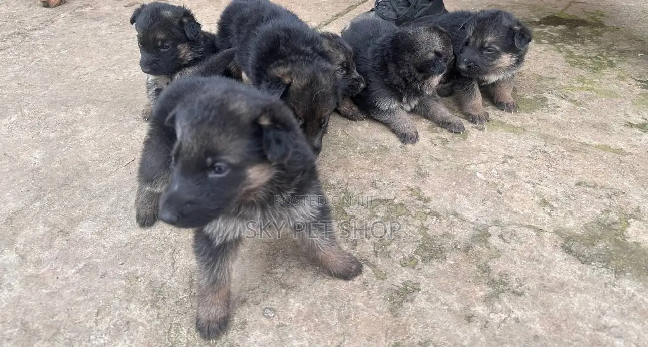1-3 months Male Purebred German Shepherd