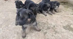 1-3 months Male Purebred German Shepherd