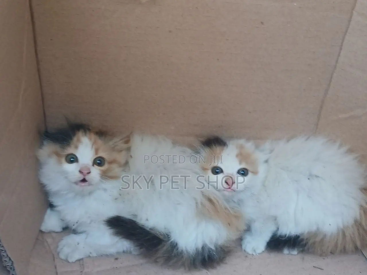 1-3 months Male Purebred American Wirehair