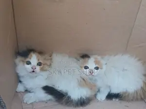 1-3 months Male Purebred American Wirehair
