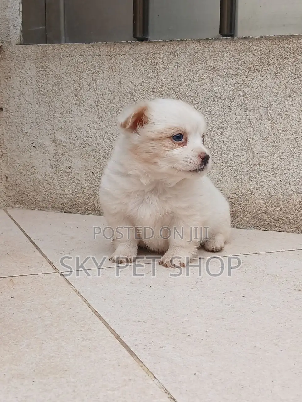 1-3 months Male Purebred Maltese