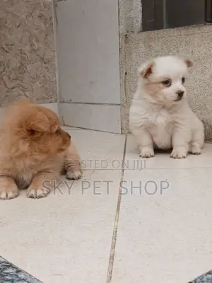1-3 months Male Purebred Maltese